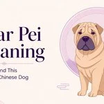 Shar Pei Meaning